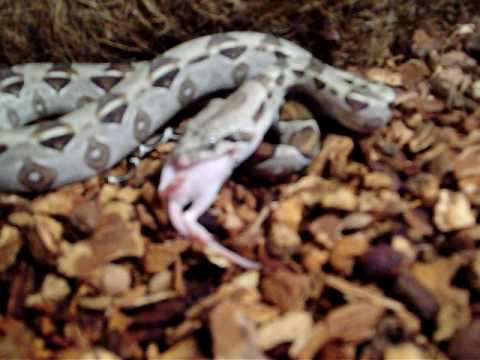 snake oil Boa constrictor feeding