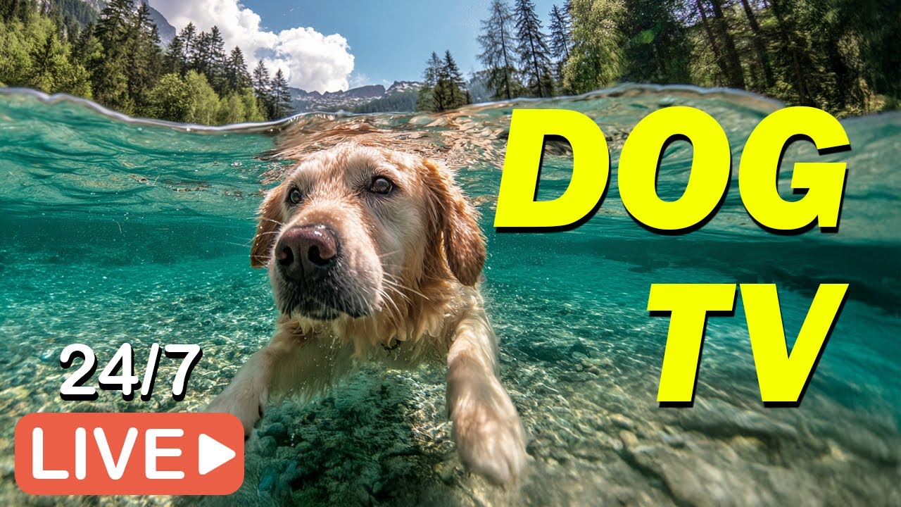 🔴[LIVE] DOG TV: Calming Music for Dogs with Anxiety | Anti-Separation Anxiety Relief Music🐶Dog Music