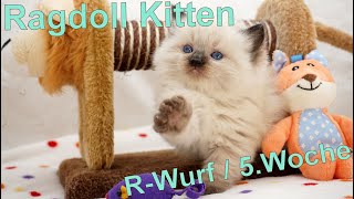 Ragdoll Kitten | unser R-Wurf in der fünften Woche | Aramintapaws Ragdolls by Aramintapaws Ragdolls 269 views 1 year ago 1 minute, 14 seconds