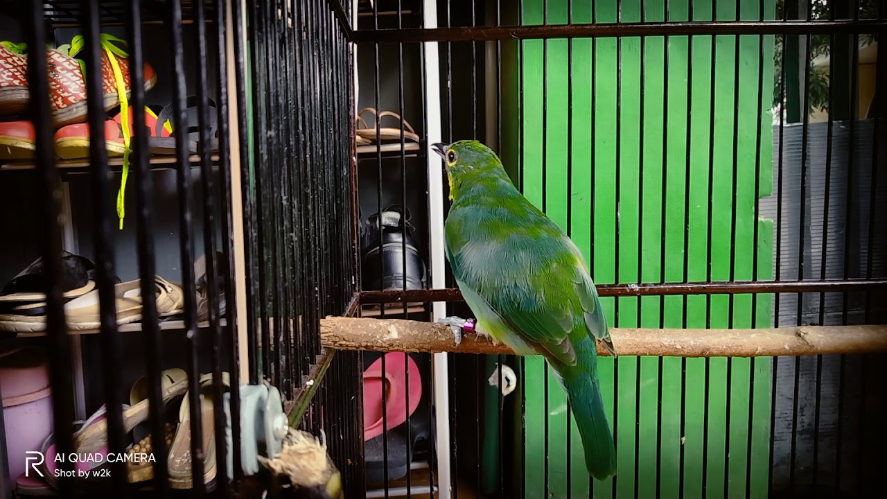 Terapi Cucak ijo biar figther / masteran ampuh Ci trotol