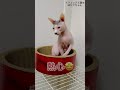 お爪が気になるほたて猫【スフィンクス 猫】 #cat #ほたて
