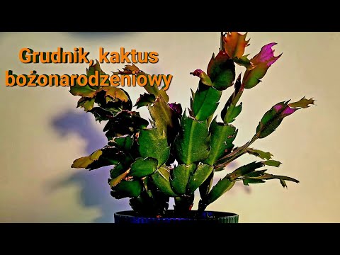 monstera ohrringe Ohrringe mit Monstera Blatt Anhängern - Goldfarben - Palmenblatt