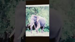 Angry Elephant Sound Effects