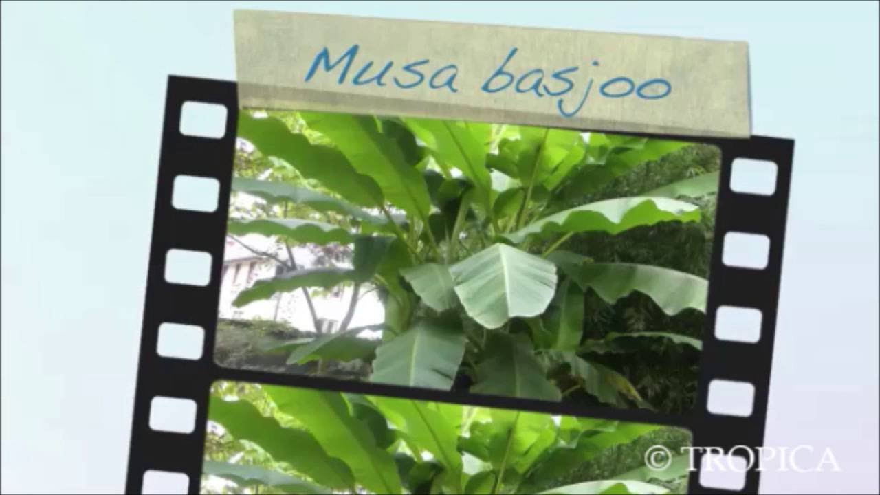 essbare Früchte frostharte Pflanze 30-50cm Musa velutina Rosa Zwergbanane 