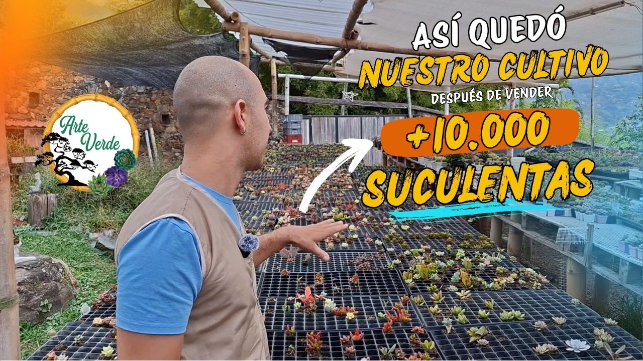 Vendimos mas de 10.000 suculentas en navidad 😱🤯💯Así reorganizamos nuestro cultivo.