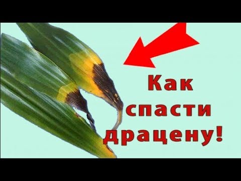 Почему у драцены желтеют листья