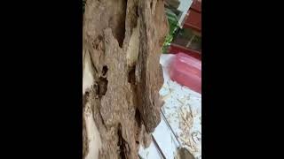 PM Gaharu.Tough carving & crafting