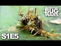 MONSTER BUG WARS | When Tribes Go To War | S1E5