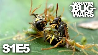 MONSTER BUG WARS | When Tribes Go To War | S1E5