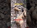 Discovering Scared Trails In Himalayas 🏔️ #natureshorts #himalayas #travel #himalayantrip #ytshorts