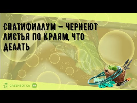 Спатифиллум — чернеют листья по краям, что делать