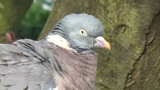 Peter the pigeon 13 - early morning freshen up