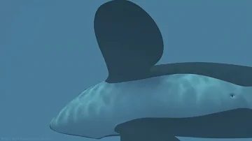 鲸vore