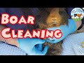 Guinea Pig Boar cleaning smelly business and what you need to know about male guinea pigs