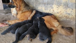 German Shepherd Longcoat  Puppy For Sale | Doggyz World