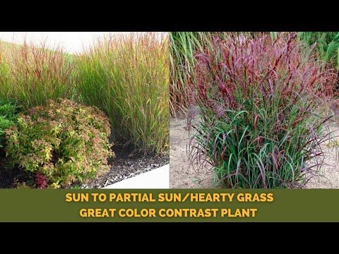 Video: Miscanthus Maiden Grass - Savjeti za uzgoj sorti Maiden Grass