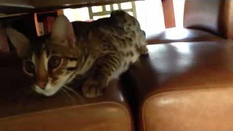 Watch the video about Manni F1 Bengal/Asian Leopard Cat