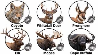 The Best Twist Rate for Every Big Game Animal