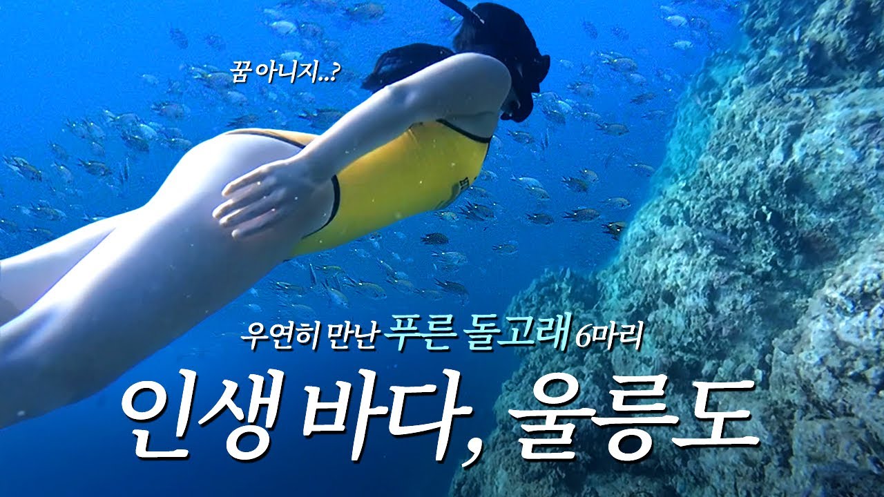 빛나는 울릉도 바닷속으로🇰🇷프리다이빙 투어🐬야생의 푸른 돌고래 만난 썰