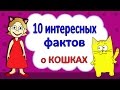 Интересные факты о кошках / Бабушка Шошо