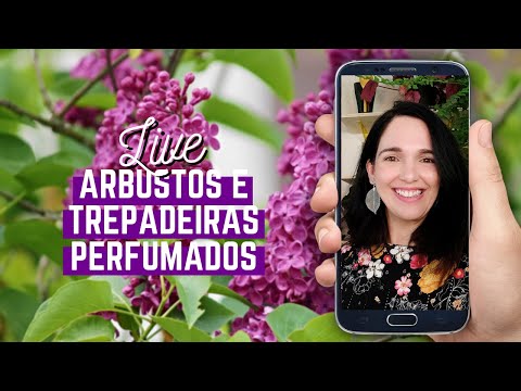 Vídeo: Como dividir o manto de uma dama: dicas para separar as plantas do manto de uma dama