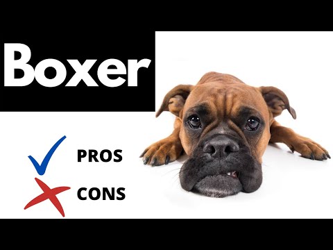 Video: Boxer Dog Breed Hypoallergenic, Health And Life Span