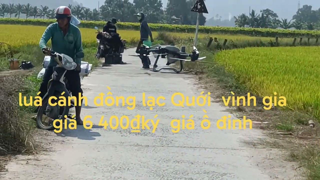 21 tháng 2, 2026 cánh đồng lúa ruộng chên lạc Quới 