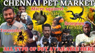 EXOTIC PETS BROADWAY AT MARKET| PETS| @gowthamirfan3858#broadwaypetmarket#petmarket#pets