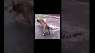 Tiger Vs Wolf