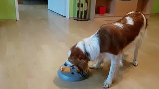 Kooikerhondje Puzzle Game screenshot 3