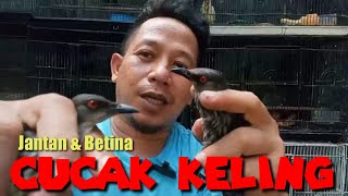 Jantan Dan Betina Burung Cucak Keling & Proses Pengepuran