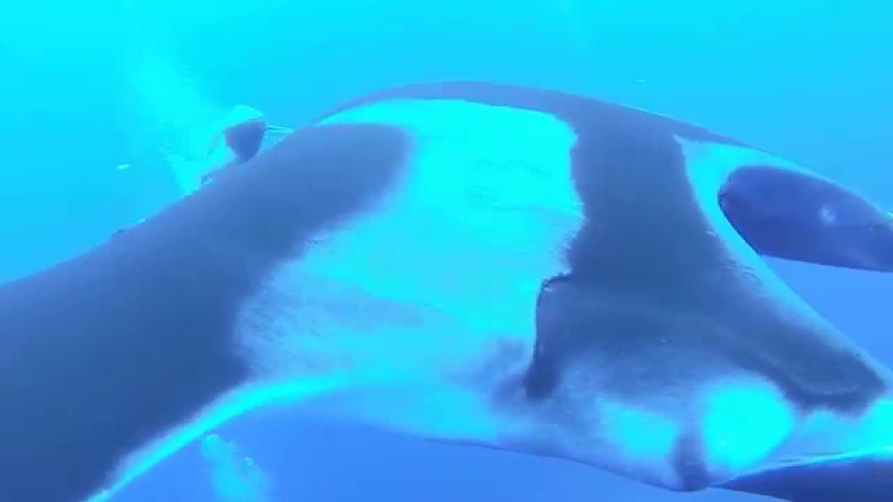 camera iphone 8 plus apk Giant Mantas at Socorro Islands