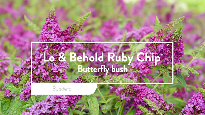 30 Seconds with Lo & Behold Ruby Chip