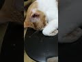 Minha cadeira preferida para descansar! 🥱🐈