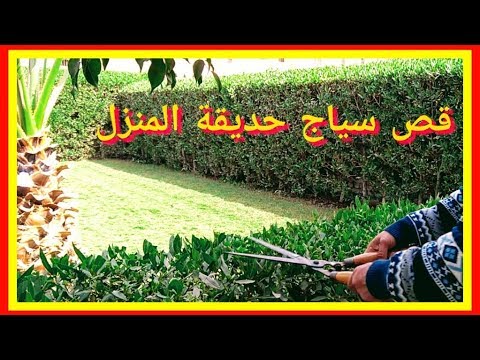 فيديو: تقليم حديقة صغيرة