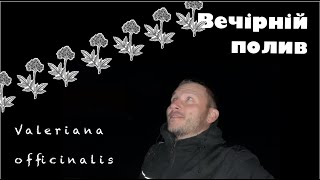 ВЕЧІРНІЙ ПОЛИВ ВАЛЕРІАНИ - Бізнес ідея вирощування лікарських трав - 14