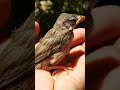 عصفور صغير 