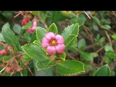 Video: Cuidado de las plantas de Escallonia - Cómo cultivar arbustos de Escallonia