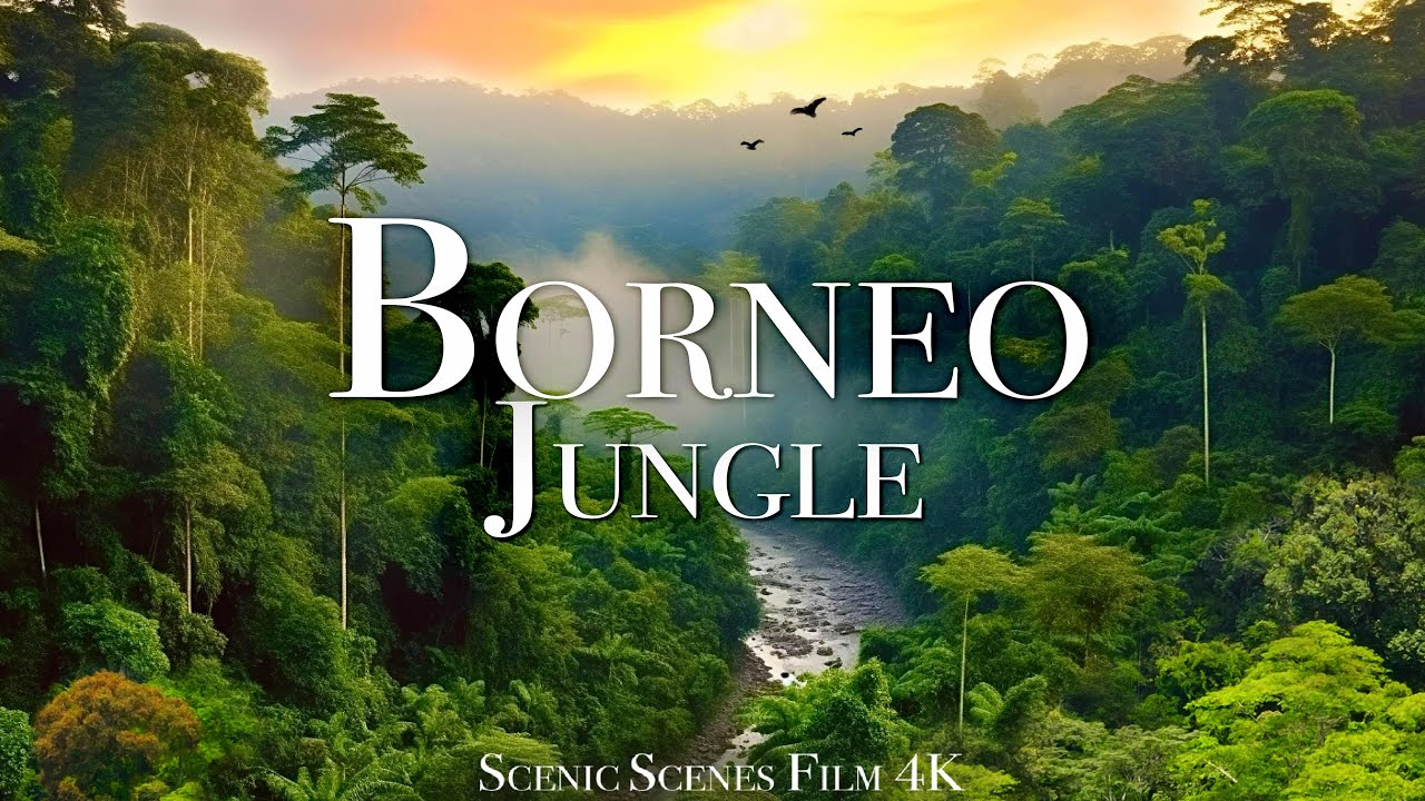 Borneo Jungle 4K - Amazing Tropical Rainforest In Asia