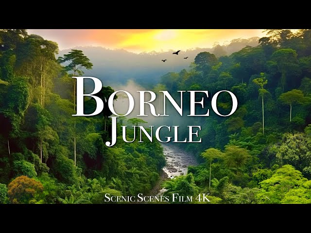 Borneo Jungle 4K - Amazing Tropical Rainforest In Asia | Scenic Relaxation Film class=