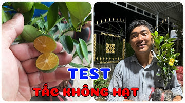 Test Cây Tắc không hạt | 0386569374 - Ngọc Ngân Bến Tre | Chuyên cây độc lạ