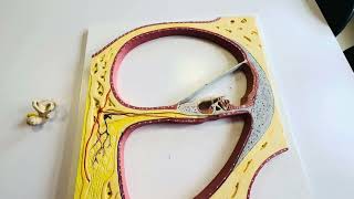Kulak Anatomisi - Cochlea kesiti 1. Bölüm