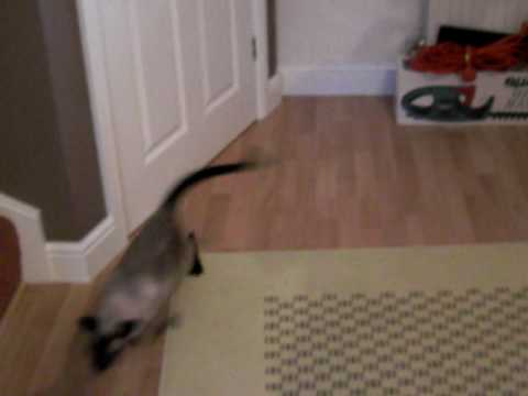 Siamese jumpy cat! 