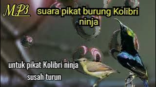 suara pikat burung Kolibri ninja MP3