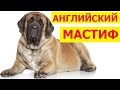 Английский мастиф - самая могучая боевая собака в мире