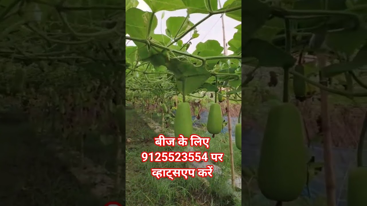 known you seeds balwant lauki best bottle gourd seeds lauki ki achi kism