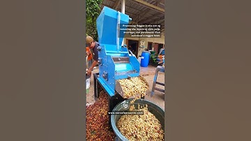 Pengolahan Kopi Wine