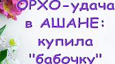 Орхидеи,узамба́рские фиалки,Самара🌺