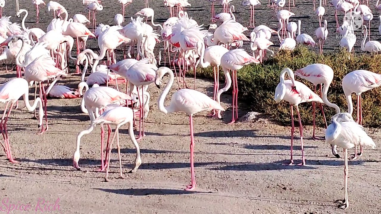 Flamingos in Dubai for free || Ras al Khor sanctuary | Beautiful birds 
