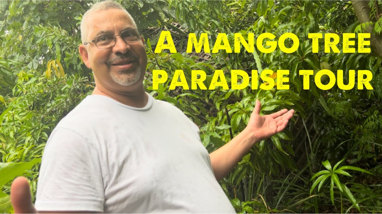 An amazing backyard mango paradise!! - YouTube